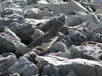 Cdn Rockies Adventure (Aug 2010) - Talus - 047
